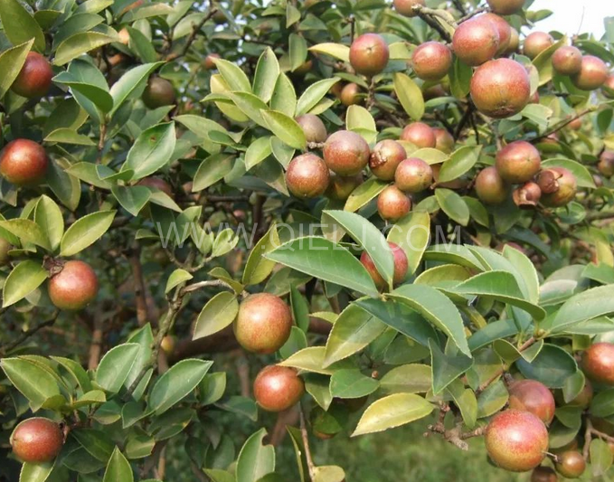 茶籽油壓榨設(shè)備認(rèn)準(zhǔn)企鵝機(jī)械，性能穩(wěn)定操作便利(圖1)